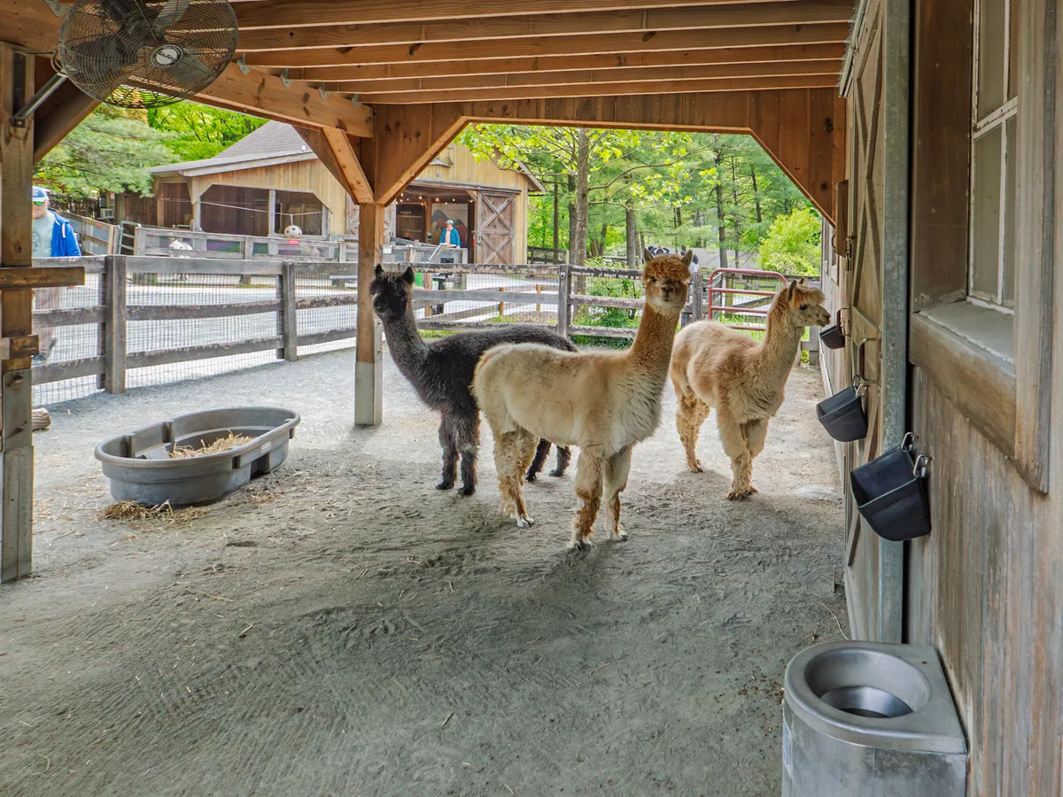 A Day at the Zoo